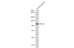 C7 Polyclonal Antibody