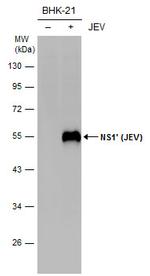 Japanese Encephalitis Virus NS1 Polyclonal Antibody