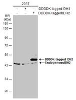 IDH2 Antibody in Western Blot (WB)