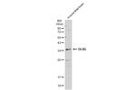 DLX6 Antibody in Western Blot (WB)