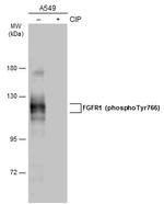 Phospho-FGFR1 (Tyr766) Polyclonal Antibody