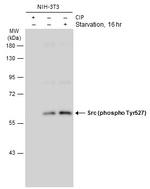 Phospho-SRC (Tyr527) Polyclonal Antibody