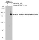 Phospho-PDGF Receptor beta (Tyr1009) Antibody in Western Blot (WB)