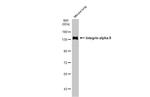 ITGA8 Polyclonal Antibody