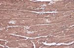 RAPGEF1 Antibody in Immunohistochemistry (Paraffin) (IHC (P))
