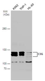 RAPGEF1 Antibody in Western Blot (WB)