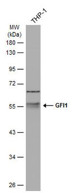 GFI1 Polyclonal Antibody