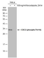 Phospho-CDC2 (Thr14) Antibody in Western Blot (WB)