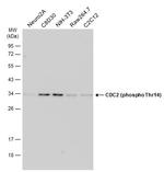 Phospho-CDC2 (Thr14) Antibody in Western Blot (WB)