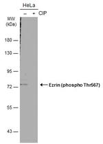 Phospho-Ezrin (Thr567) Antibody in Western Blot (WB)