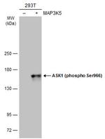 Phospho-ASK1 (Ser966) Antibody in Western Blot (WB)