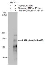 Phospho-ASK1 (Ser966) Antibody in Western Blot (WB)