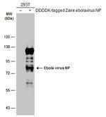 Ebola Virus NP Polyclonal Antibody