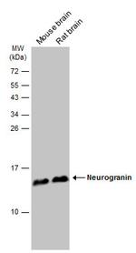 Neurogranin Antibody in Western Blot (WB)