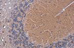 EAAT4 Antibody in Immunohistochemistry (Paraffin) (IHC (P))