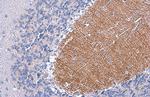 EAAT4 Antibody in Immunohistochemistry (Paraffin) (IHC (P))