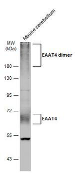 EAAT4 Antibody in Western Blot (WB)