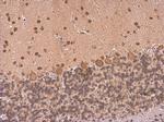 HuC Antibody in Immunohistochemistry (Paraffin) (IHC (P))