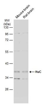 HuC Antibody in Western Blot (WB)