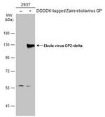 Ebola Virus GP2 delta Antibody in Western Blot (WB)