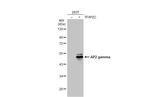 AP2 gamma Polyclonal Antibody