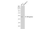 AP2 gamma Antibody in Western Blot (WB)