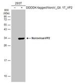 Norovirus VP2 Polyclonal Antibody