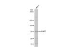 DSPP Polyclonal Antibody