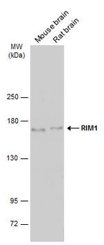 RIM1 Polyclonal Antibody