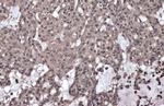 Phospho-IKK gamma (Ser376) Polyclonal Antibody