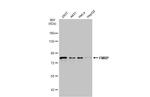 FMRP Polyclonal Antibody
