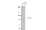 SMCR8 Antibody in Western Blot (WB)