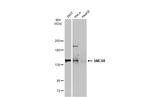 SMCR8 Antibody in Western Blot (WB)