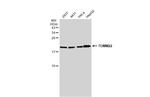 TOMM22 Antibody in Western Blot (WB)