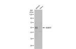 SOX17 Polyclonal Antibody