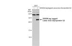 Lassa Virus Glycoprotein G2 Polyclonal Antibody