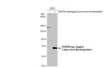 Lassa Virus Nucleoprotein Polyclonal Antibody