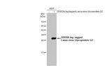Lassa Virus Glycoprotein G2 Polyclonal Antibody