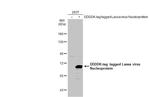 Lassa Virus Nucleoprotein Polyclonal Antibody