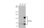 Palladin Polyclonal Antibody