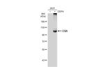 DPP4 Polyclonal Antibody