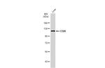 DPP4 Antibody in Western Blot (WB)