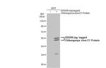 Chikungunya Virus E1 Polyclonal Antibody