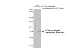 Chikungunya Virus nsP4 Antibody in Western Blot (WB)