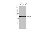 PERP Polyclonal Antibody