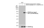 YAP1 (R331W Mutant) Polyclonal Antibody