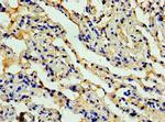 Eotaxin Polyclonal Antibody