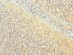 CD1c Antibody in Immunohistochemistry (Paraffin) (IHC (P))