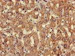 CLASP2 Antibody in Immunohistochemistry (Paraffin) (IHC (P))