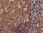 Claudin 10 Antibody in Immunohistochemistry (Paraffin) (IHC (P))